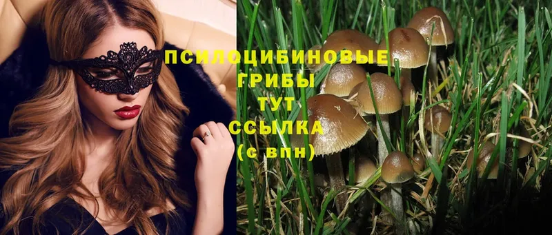 цена наркотик  Заозёрск  Псилоцибиновые грибы Cubensis 